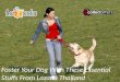 Foster Your Dog With These Essential Stuffs From Lazada Thailand!
