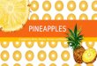 Pineapples project  (english ppt)