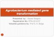 Agrobacterium mediated gene transformation
