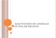Adaptation of animals in polar region