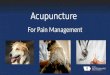 Veterinary Acupuncture for Pain Management