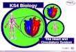 Ks4 the heart and circulatory system