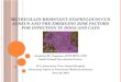 Methicillin-Resistant Staphylococcus aureus and the Emerging Risk Factors for Infection in Dogs and Cats