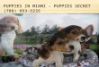 Puppies For Sale Miami FL