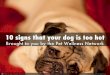When is your Pet is too Hot!! Toronto Veterinarians