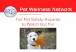 Fall Pet Safety Hazards to Watch Out For