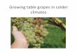 Growing table grapes in colder climat