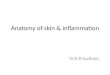 Anatomy of skin & inflammation