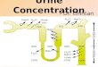 Urine concentration