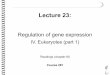 281 lec23 eukaryotic_regulation1
