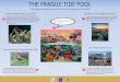 The Fragile Tide Pool