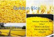 Elite crop (golden rice)