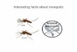 Some interesting facts about mosquito