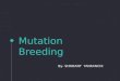 Mutation breeding ppt