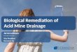 Biological Remediation of Acid Mine Drainage (AMD)