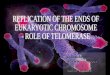 Replication of the Ends of Eukaryotic Chromosome - Role of Telomerase