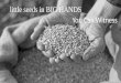Little Seeds in Big Hands