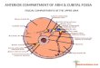Anterior compartment of cubital fossa  and arm medicos notes.com