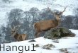 Kashmir stag or hangul