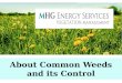 About common weeds and its control