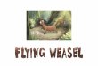 Flying Weasel