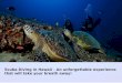 Hawaii Eco Divers   Best Activity in Oahu