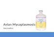 Avian Mycoplasmosis Vaccination
