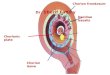 Gastrulation & Notochord (General Embryology)