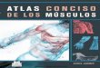 Atlas Conciso de los Músculos