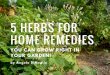 5 Herbs that Can Be Used for Home Remedies