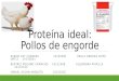 Proteína ideal en pollos