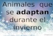 Adaptions of animals  in winter  spanish