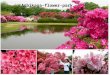 Ashikaga  -flower_park.fl+so