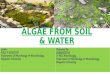 Shrihith's ppt on isolation of algae from soil & water