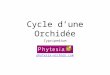 Le cycle annuel d'une Orchidée de Jardin Cypripedium Phytesia