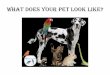 What does your pet look like? English SecondGrade