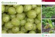 Gooseberry Gardening Guides for Teachers