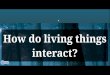How do living things interact?