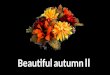 Beautiful autumn ii