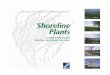 Shoreline Plants A Landscape Guide for the San Francisco BAy