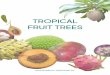 TROPICAL FRUIT TREES