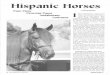 Hispanic Horses