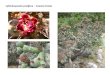 Cylindropuntia prolifera    web show