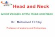 Vessels of the head and neck