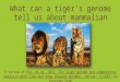 What can a tiger’s genome tell us about mammalian evolution?