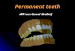 The permanent teeth