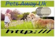 International Pet Travel agency in UK