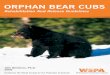 Orphan Bear Cubs: Rehabilitation and Release Guidelines