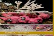 Porifera – Sponges