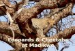 Leopards and Cheetahs at Madikwe by Mack Prioleau